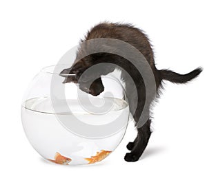 Black kitten looking at Goldfish, Carassius Auratus