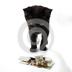 A black kitten looks at a pile of gold bars and coins. Isolated on white background. Selective focus