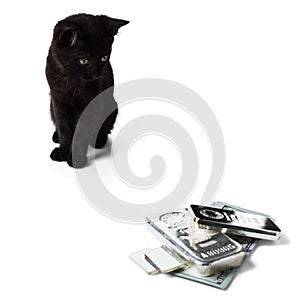 A black kitten looks at a pile of silver bars and hundred-dollar bills.