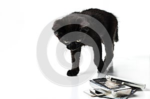 A black kitten looks at a pile of silver bars and hundred-dollar bills. Isolated on white background.