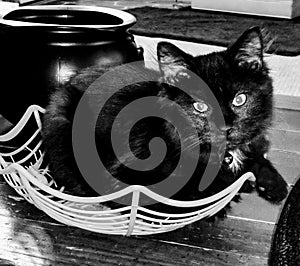 Black Kitten Love Basket Halloween
