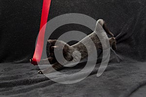 Black kitten lunges after red ribbon