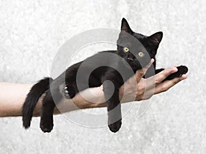 Black kitten lying on a man's hand