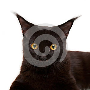 Black kitten maine coon