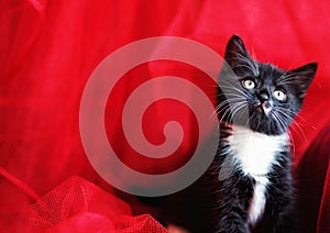 Black kitten over a red background
