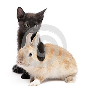 Black kitten with paw around rabbit