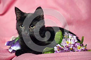 Black kitten on the pink background