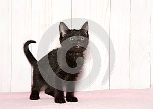 Black kitten on pink blanket looking up to viewers right