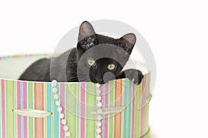 Black kitten playing in a green striped hat box.