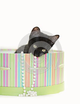 Black Kitten playing in green striped hat box with pearls