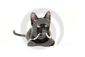 Black Kitten playing with pearls isolated