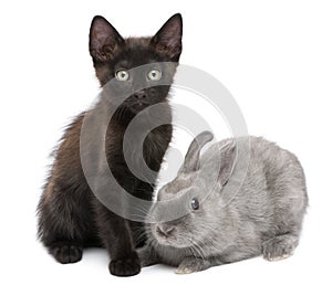 Black kitten playing with rabbit