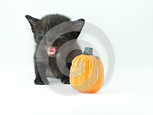 Black kitten with a pumpkin