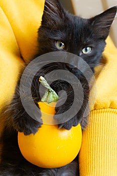 Black kitten and pumpkin.