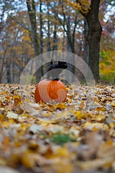 Black kitten on pumpkin