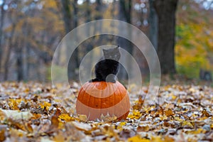Black kitten on pumpkin