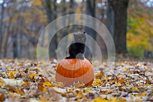 Black kitten on pumpkin