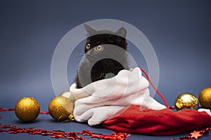 Black kitten in Santa Claus hat with Christmas toys