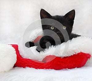 Black kitten in a santa hat