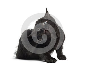 Black kitten scratching