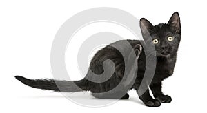 Black kitten scratching, looking at the camera, 2 months old