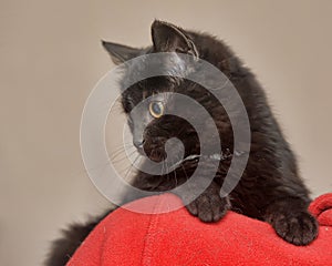 Black kitten on shoulder portrait