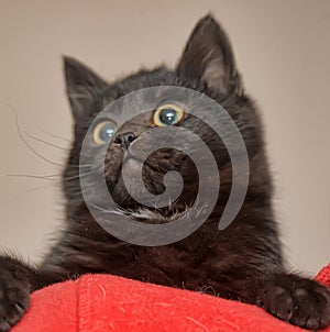 Black kitten on shoulder portrait