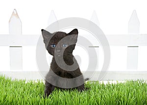 Black kitten sitting in green grass in front of white picket fence isolated