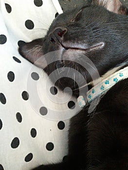 Black kitten sleep cat face