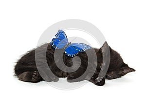 Black kitten sleeping