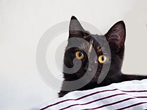 Black kitten sleeping in the Bed