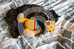 Black kitten sleeping on bed with orange crochet teddy bear