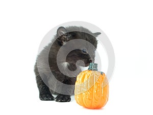 Black kitten sniffing pumpkin