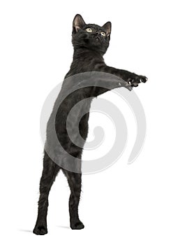 Black kitten standing on hind legs, erect, playing