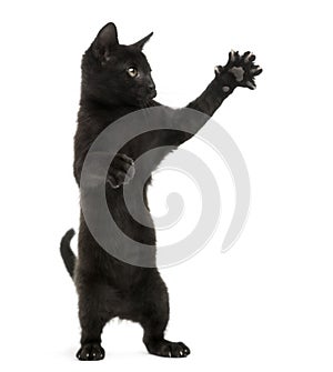 Black kitten standing on hind legs, pawing up, 2 months old