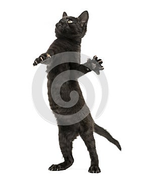 Black kitten standing on hind legs, playing, looking up