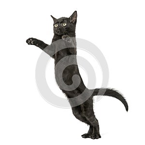 Black kitten standing on hind legs, reaching, pawing up