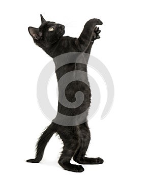 Black kitten standing on hind legs, reaching, pawing up