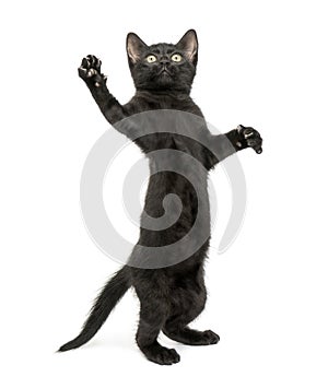 Black kitten standing on hind legs, reaching, pawing up