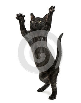 Black kitten standing on hind legs, reaching, pawing up