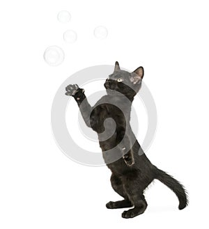 Black kitten standing on hind legs, reaching at soap bubbles