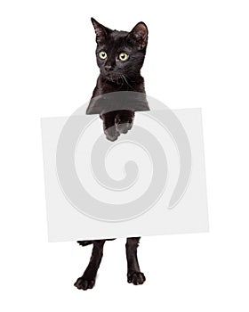 Black Kitten Standing Holding Blank Sign