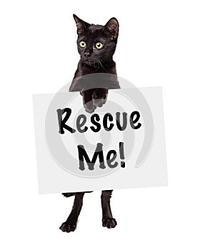 Black Kitten Standing Holding Rescue Sign