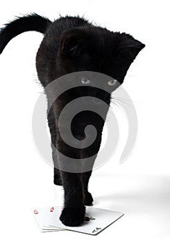Black kitten standing on playing cards. Isolated on a white