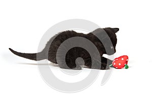 Black kitten with toy