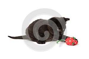 Black kitten with toy