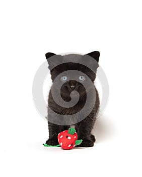 Black kitten with toy