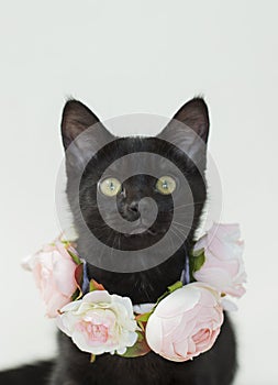 Black Kitten wearing rose necklace