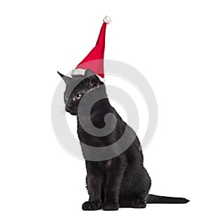 Black kitten wearing a Santa hat