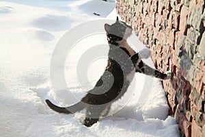 Black kitten on a white snow